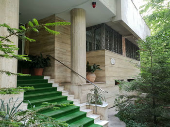 Potted plants on staircase of building