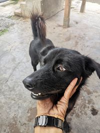 Close-up of a dog