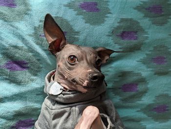 Portrait of dog on bed