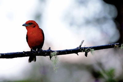 Close-up of bird perching on branch