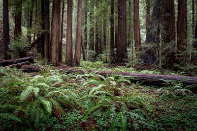 Pine trees in forest