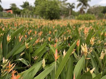 Plants growing on field