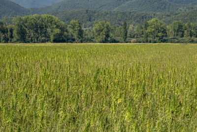 Scenic view of agricultural field