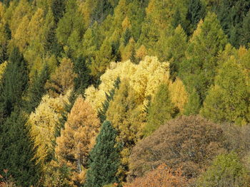 High angle view of pine trees in forest during autumn