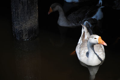 Ducks swimming in lake