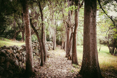 Trees in forest