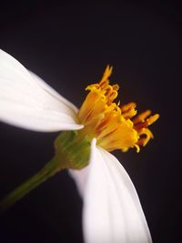 Close-up of white flower blooming against black background