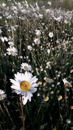 Close-up of white daisy flowers on field