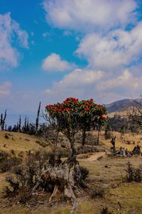 Scenic view of flowering plants on field against sky