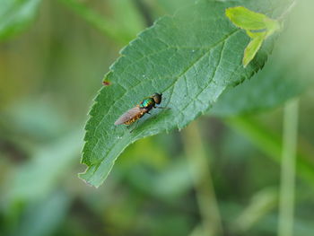 Close-up of insect on leaf