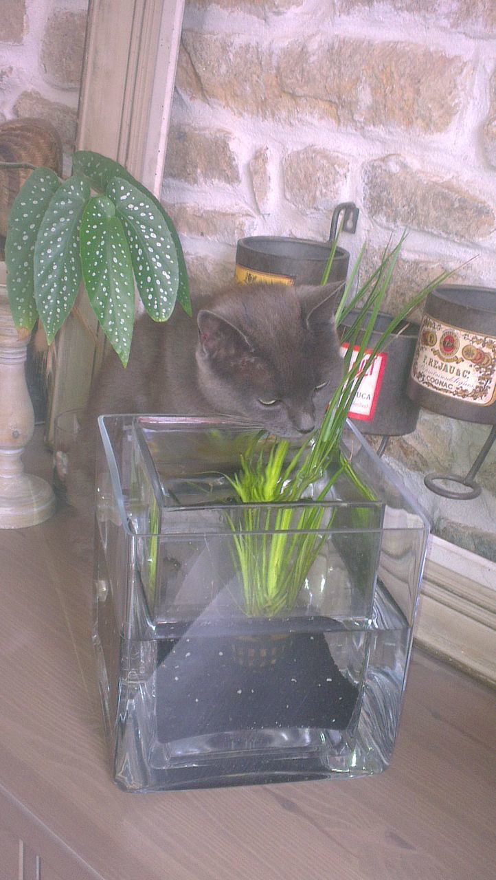 indoors, plant, potted plant, window, glass - material, wall - building feature, green color, growth, transparent, water, table, high angle view, no people, home interior, leaf, day, built structure, architecture, wall, close-up