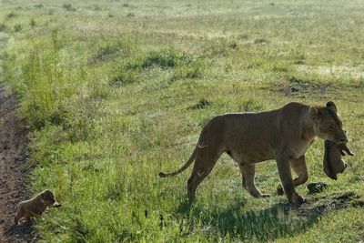 Lioness carrying cub in mouth on field