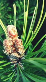 Close-up of flower on plant