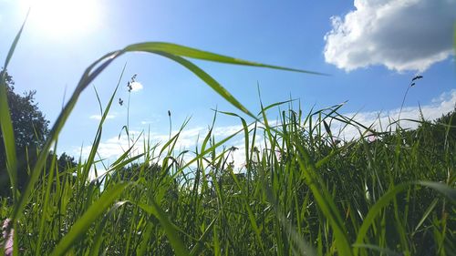 Close-up of fresh plants on field against sky