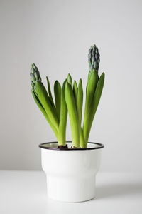 Close-up of potted plant against white background