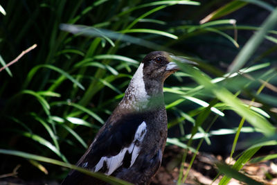 Close-up of bird perching on plant