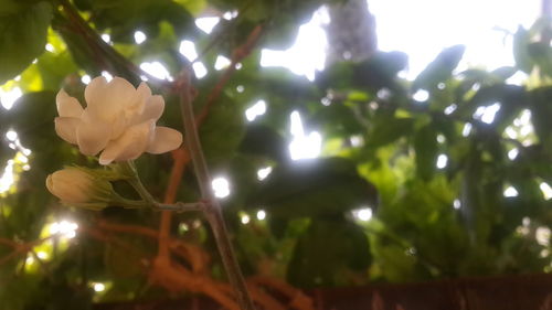 Close-up of white flowers blooming on tree