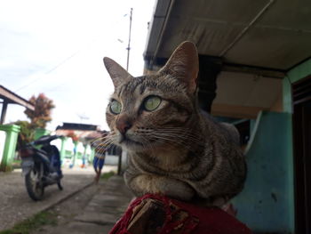 Close-up of a cat looking away