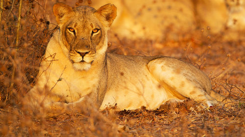 Portrait of a cat lying on field