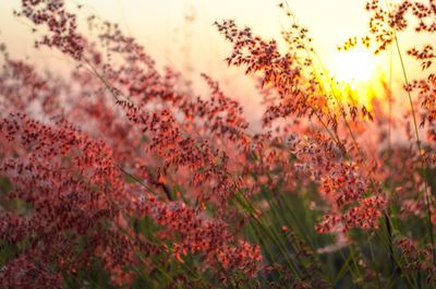 Red flowering plants on field during sunset