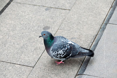 High angle view of pigeon on floor