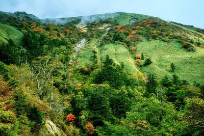 Scenic view of forest against sky