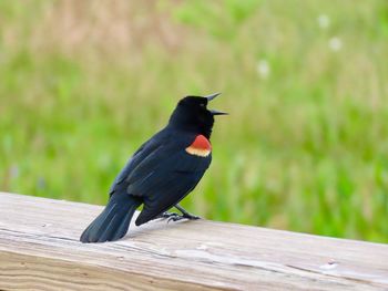 Close-up of bird perching on wood