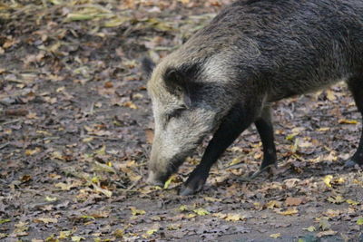 Close-up of pig on field