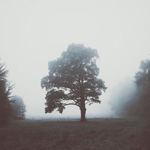 Trees in field