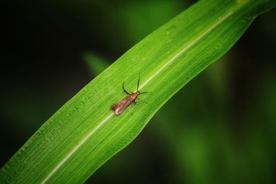 Close-up of insect on leaf