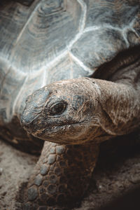 Close-up of a turtle