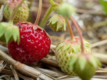 Wild strawberry. strawberries close up. wild strawberry bush.