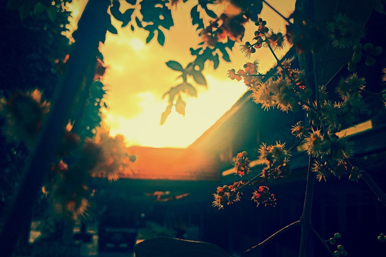 SCENIC VIEW OF SILHOUETTE PLANTS AGAINST SKY DURING SUNSET