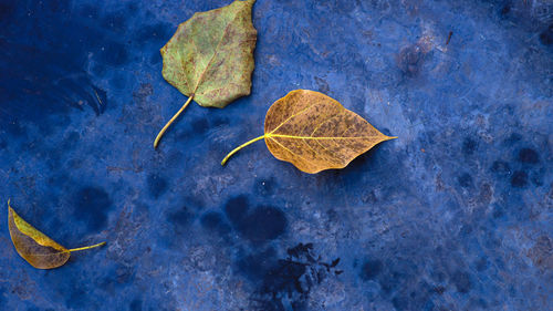 Cement floor with prayer pattern and dry leaves that fall from the tree