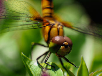 Close-up of insect on plant