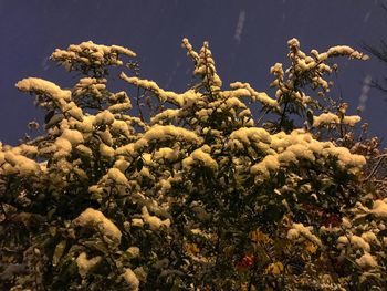 Close-up of plants against clear sky