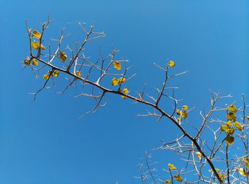 Low angle view of tree against blue sky