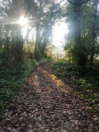 Footpath amidst trees in forest