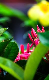 Close-up of pink flowering plant