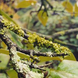 Close-up of yellow flower tree