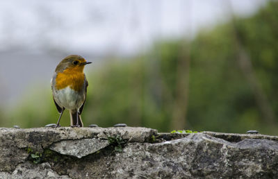 Close-up of bird perching on retaining wall