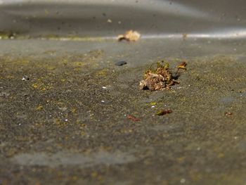 Close-up of lizard on autumn leaves