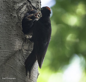 Low angle view of a bird