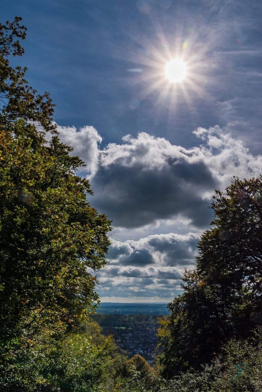 tree, nature, sky, sunlight, day, beauty in nature, scenics, cloud - sky, outdoors, tranquility, growth, no people