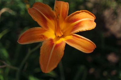 Close-up of fresh orange flower