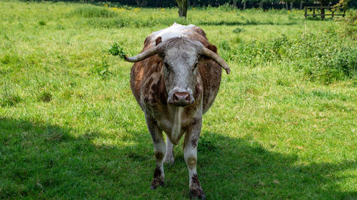 Essex and herts wildlife large horn cattle looking mean