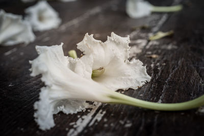 Close-up of white rose on table