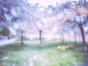 Trees on field in forest