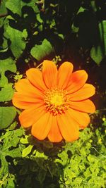 Close-up of yellow flower