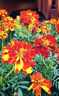 Close-up of orange flowers